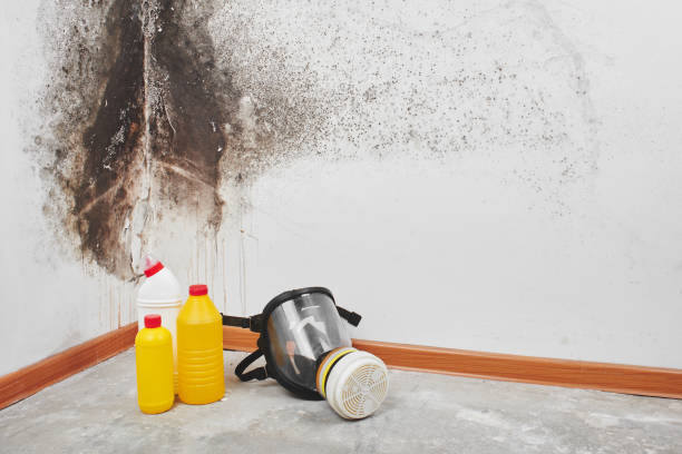 Trusted Midlothian, IL Mold Remediation Experts