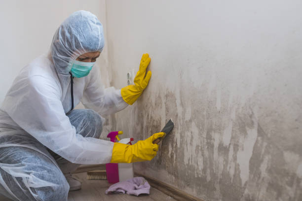 Best Attic Mold Remediation in Midlothian, IL