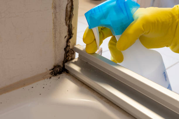 Best White Mold Remediation in Midlothian, IL