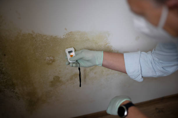 Best Industrial Mold Remediation in Midlothian, IL