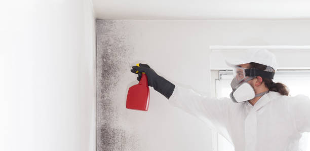 Best Basement Mold Remediation in Midlothian, IL
