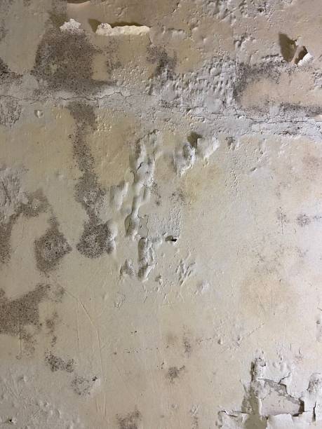 Best Mold Remediation for Schools in Midlothian, IL