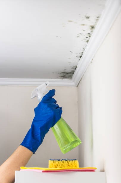 Best Residential Mold Remediation in Midlothian, IL